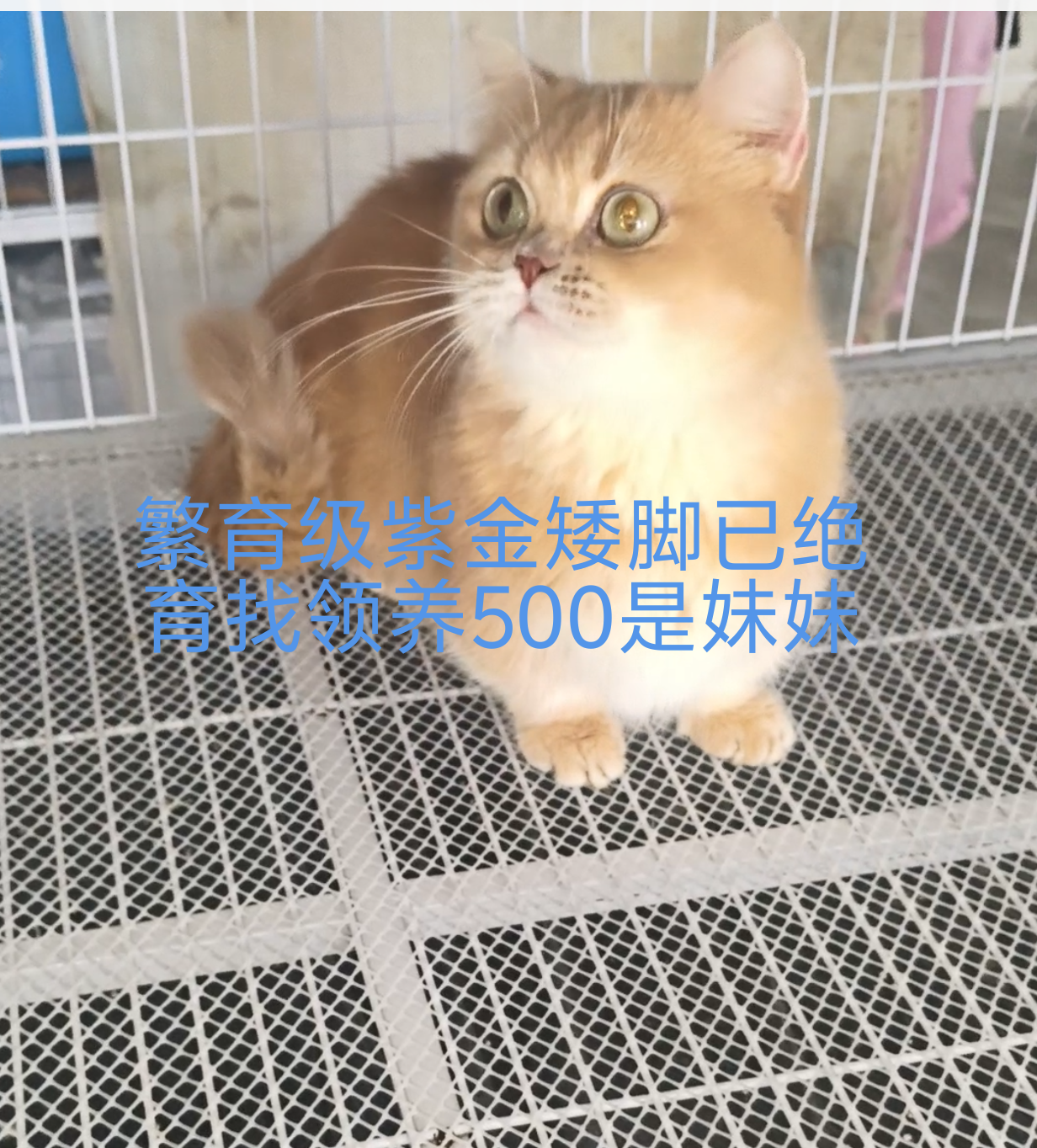 黑猫拿破仑 蓝猫 蓝白矮脚紫金矮脚金点高脚矮脚 赛凯弟弟妹妹大疫苗全